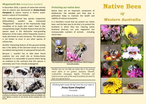 Native Bees of Western Australia - SERCUL
