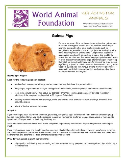 Guinea Pigs World Animal Foundation