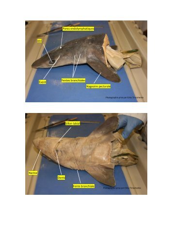 Photos dissection du requin