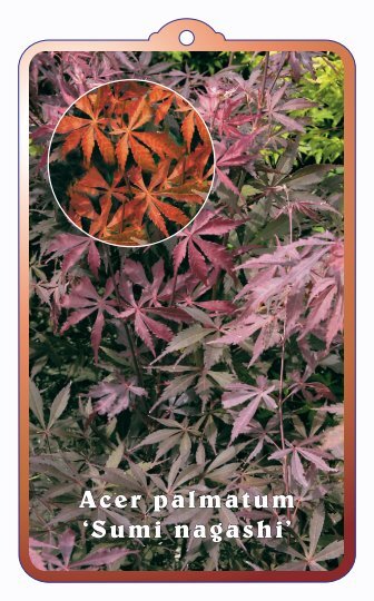 Acer palmatum 'Sumi nagashi' - wjhooftman.nl