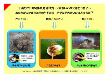 干潟のヤドカリ類の見分け方～大きいハサミはどっち？ - 日本国際湿地 ...