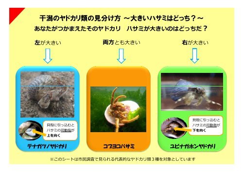 干潟のヤドカリ類の見分け方 大きいハサミはどっち 日本国際湿地