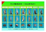 ウミニナ類の見分け方 ～ぐるっと見てみよう～ - 日本国際湿地保全連合