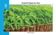 Transplanted Redgram Gave Bonus