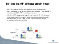 Snf1 and the AMP-activated protein kinase