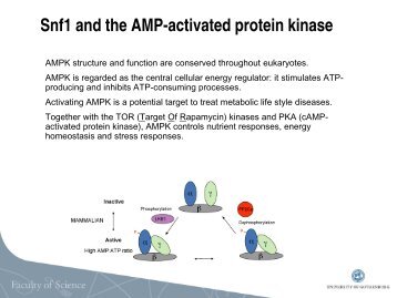 Snf1 and the AMP-activated protein kinase