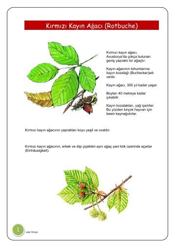 KayÄ±n AÄacÄ± - Schule mehrsprachig