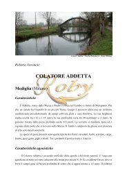 COLATORE ADDETTA - Fipsasbg.it