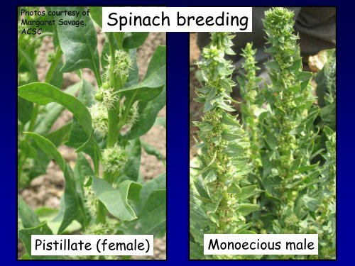 Spinach Seed Production - WSU Integrated Pest Management ...