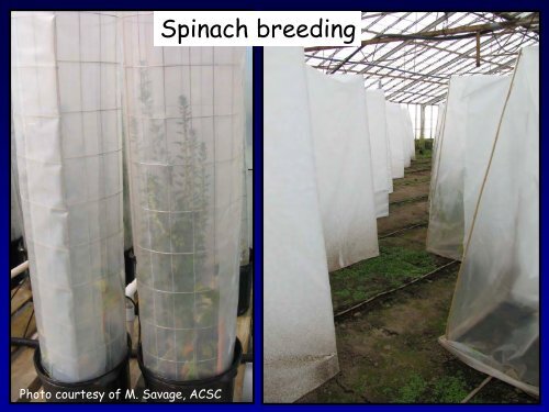 Spinach Seed Production - WSU Integrated Pest Management ...