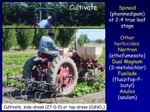 Spinach Seed Production - WSU Integrated Pest Management ...