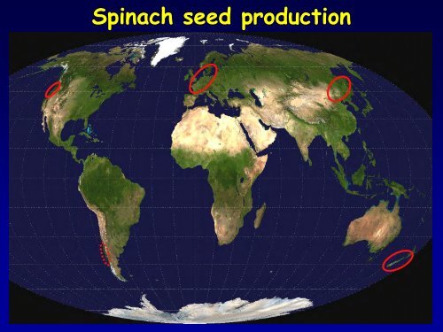 Spinach Seed Production - WSU Integrated Pest Management ...