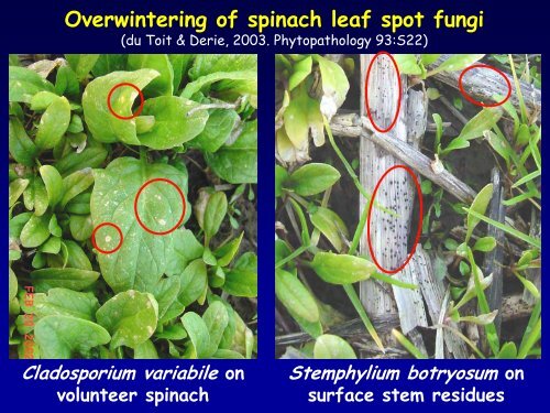 Spinach Seed Production - WSU Integrated Pest Management ...