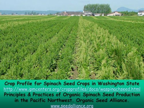 Spinach Seed Production - WSU Integrated Pest Management ...