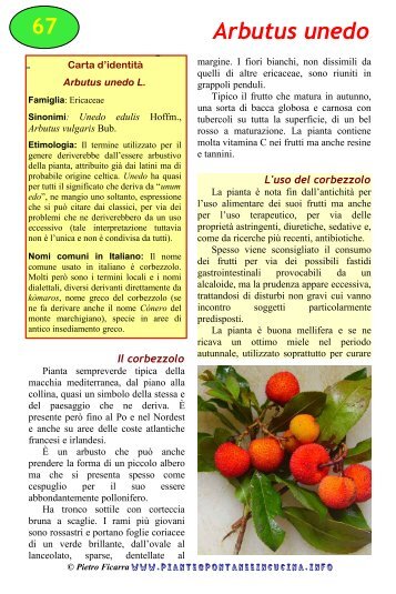 Arbutus unedo - Piante spontanee in cucina