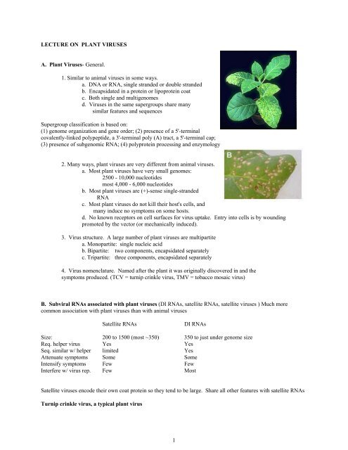 Lecture On Plant Viruses Dinman Jonathan D
