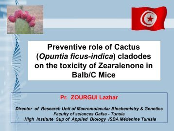 Preventive role of Cactus (Opuntia ficus-indica) cladodes on the ...