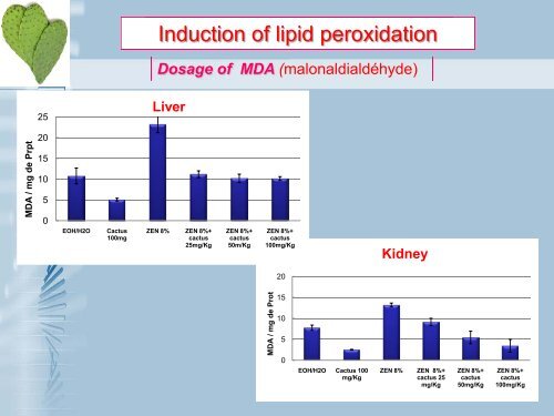 Preventive role of Cactus (Opuntia ficus-indica) cladodes on the ...