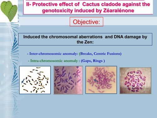 Preventive role of Cactus (Opuntia ficus-indica) cladodes on the ...