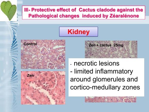 Preventive role of Cactus (Opuntia ficus-indica) cladodes on the ...