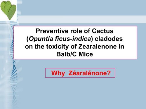 Preventive role of Cactus (Opuntia ficus-indica) cladodes on the ...