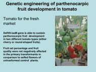 Genetic engineering of parthenocarpic fruit development in tomato