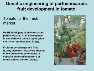 Genetic engineering of parthenocarpic fruit development in tomato