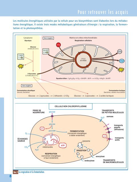 Rappels sur le métabolisme cellulaire - Secondaire