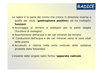 RADICE - Sdasr.unict.it