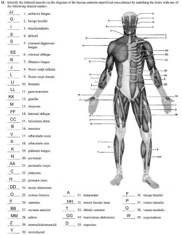 Muscular system - labeled handout