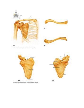 UNLABELED DIAGRAMS OF THE APPENDICULAR SKELETON