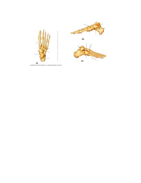 UNLABELED DIAGRAMS OF THE APPENDICULAR SKELETON