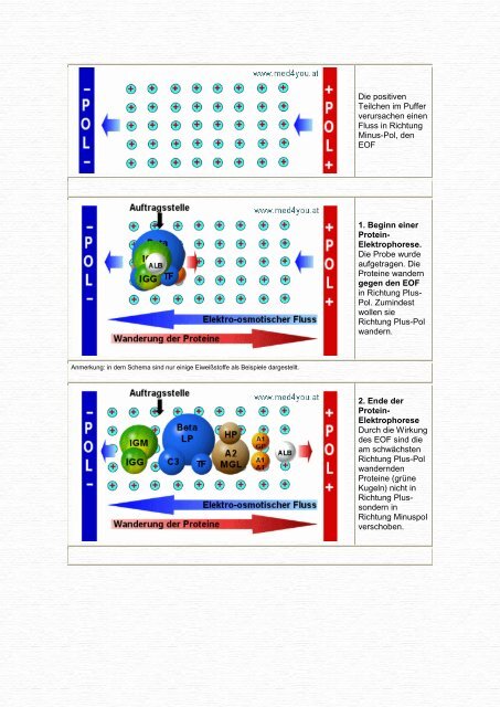 Elektrophorese - eine EinfÃ¼hrung - Mtaschule-os.de