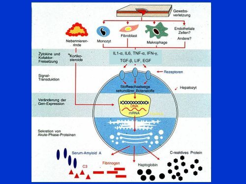 EntzÃ¼ndung-akute Phase-Proteine - Mtaschule-os.de