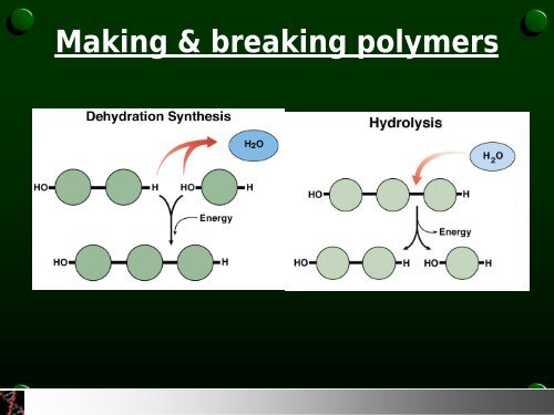 Introduction to biochemistry.pdf