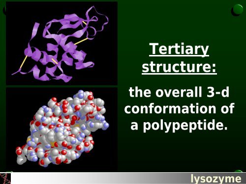 Introduction to biochemistry.pdf