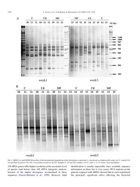 Effect of Azospirillum brasilense inoculation on rhizobacterial ...