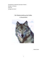 Die Wiederansiedlung des Wolfes in Deutschland - Evangelisches ...