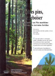 D'autres pins pour reboiser : l'alternative au pin maritime landais sur ...