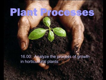 Plant Processes