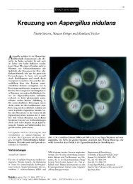 Kreuzung von Aspergillus nidulans