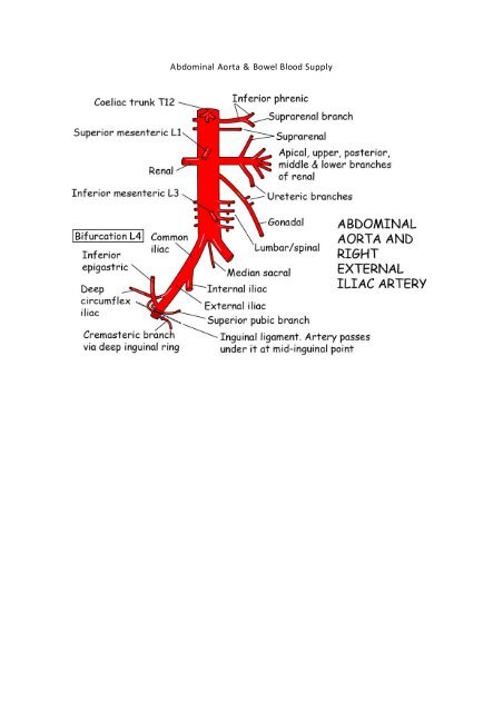 Aorta Branches Abdomen