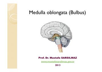 Medulla oblongata (Bulbus)