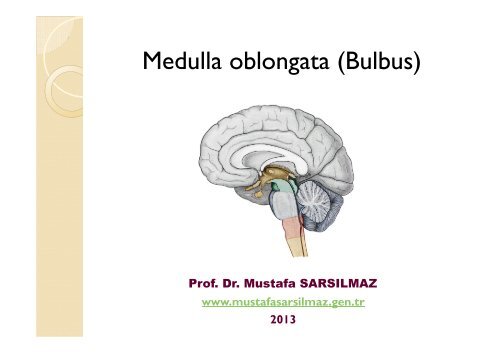 medulla oblongata bölümü