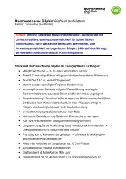 Durchwachsene Silphie Steckbrief - Bioenergie-Regionen