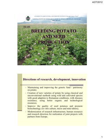 breeding potato and seed production