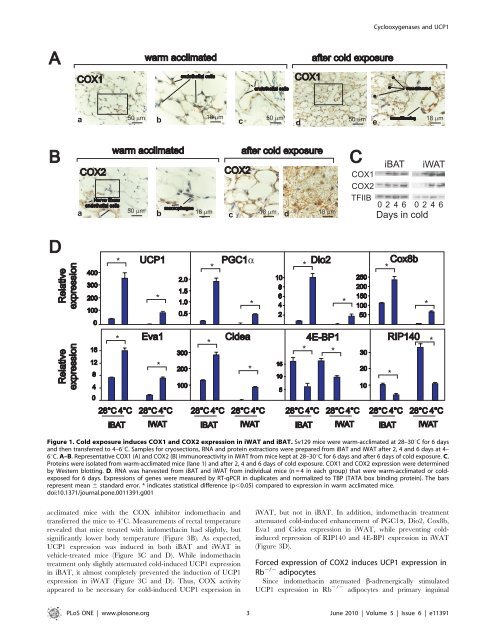 The obesogenic effects of polyunsaturated fatty acids are dependent ...