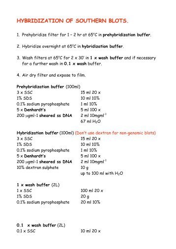 HYBRIDIZATION OF SOUTHERN BLOTS.