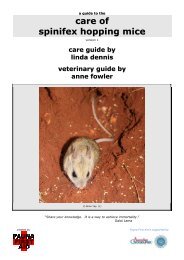 care of spinifex hopping mice - Fourth Crossing Wildlife