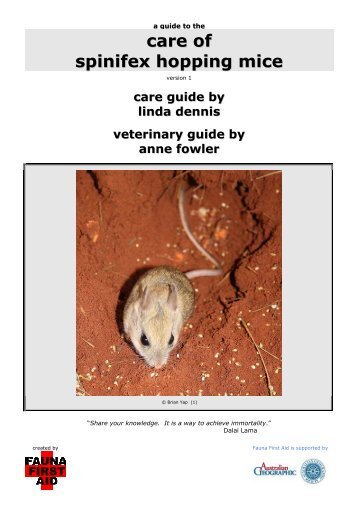 care of spinifex hopping mice - Fourth Crossing Wildlife